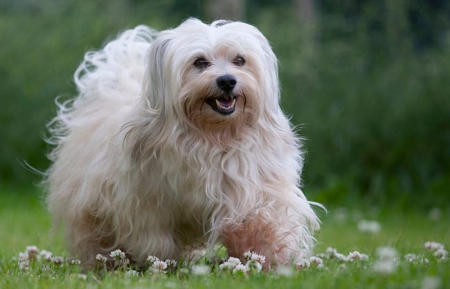 What Is A Havanese Dog